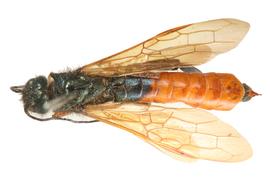   Sirex imperialis  male dorsal habitus; photo by H. Goulet, CNC 
